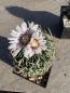Preview: Stenocactus multicostatus